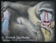 Mandrill-coince-animal-painting©Benoit-Dechelle